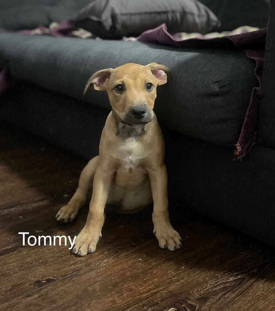 Tommy Tommy